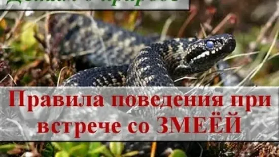 Папка передвижка "Правила поведения при встрече со змеями".