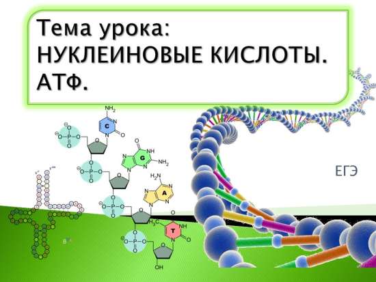 Комплект материалов рабочий лист и презентация "Нуклеиновые кислоты"