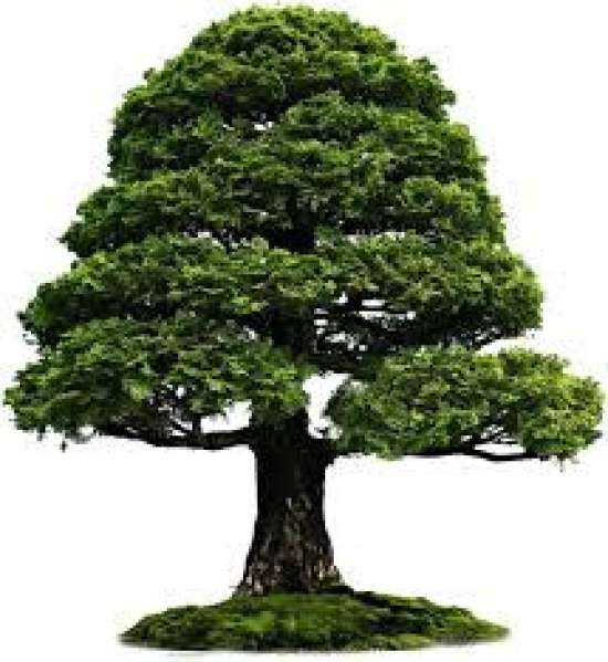 Презентация по биологии, 5 класс.  Тема: Биология – система наук о живой природе.