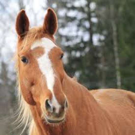 Презентация по биологии для 8 класса. 15 слайдов.  Тема: «Многообразие млекопитающих»