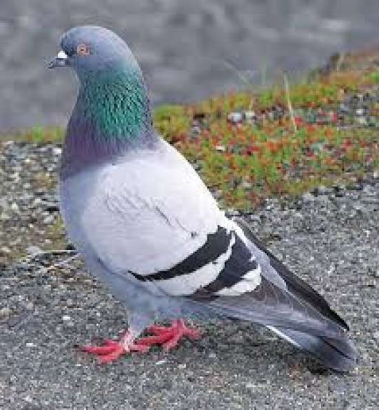 Рабочий лист по биологии для 8 класса.  Тема: Поведение птиц. Сезонные явления в жизни птиц