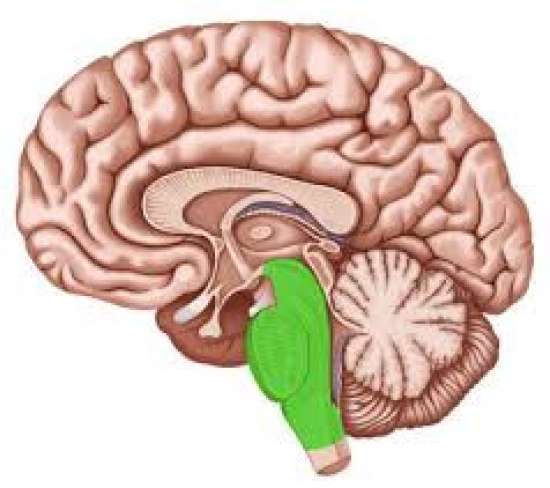 Презентация по биологии для 9 класса. Тема: Высшая нервная деятельность человека.