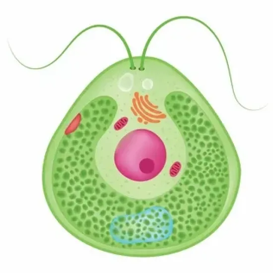 Рабочий лист по биологии, 5 класс.  Тема «Понятие об организме».