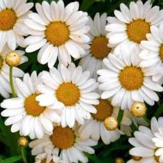 Рабочий лист по биологии, 5 класс.  Методы изучения живой природы: описание.  Практическая работа.