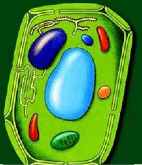 Рабочий лист по биологии для 5 класса. Тема: «Жизнедеятельность организмов».