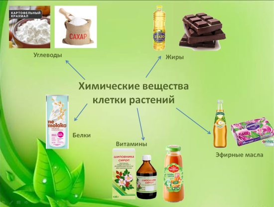 Химический состав растительной клетки