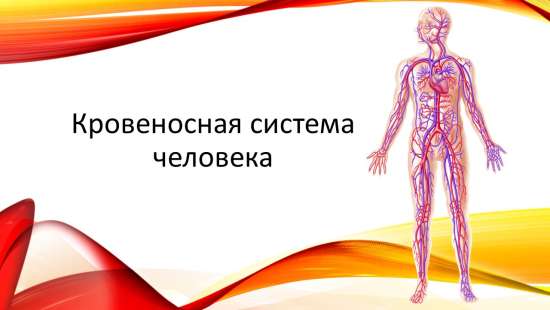 Презентация по биологии "Кровеносная система человека"