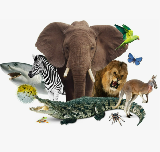 кроссворд по теме "Zoo animals"