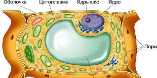 Рабочий лист по биологии, 6 класс. Тема: «Изучение растительной клетки».