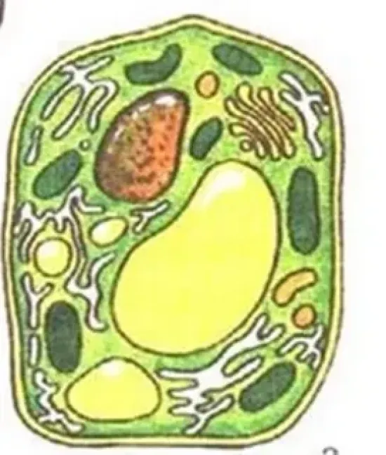 Рабочий лист по биологии, 5 класс.  Тема: Цитология – наука о клетке