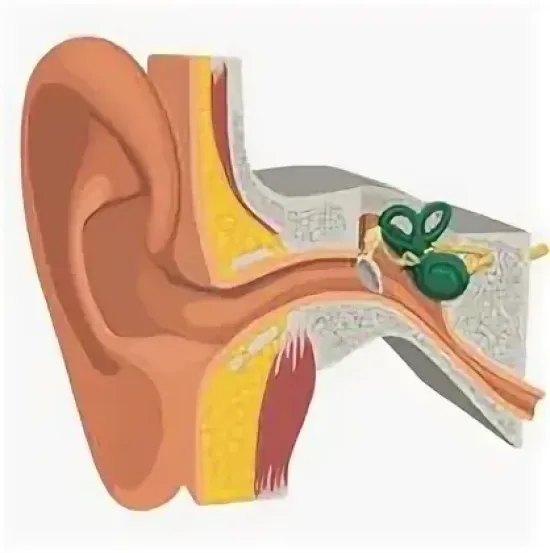 Рабочий лист по биологии, 9 класс.  Тема: Органы равновесия, мышечное чувство, осязание.