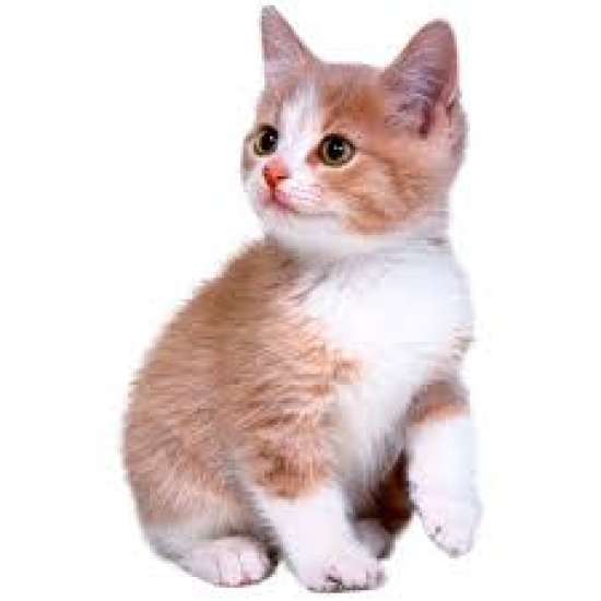 Рабочий лист по биологии, 5 класс.  Тема: «Свойства живых организмов»