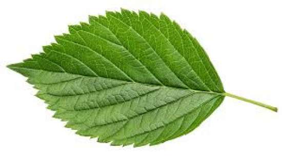 Рабочий лист по биологии, 5 класс.  Тема: Роль биологии в познании окружающего мира и практической д