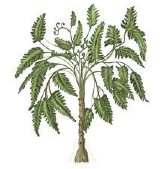 Рабочий лист по биологии, 5 класс.  Тема: Многообразие и значение растений