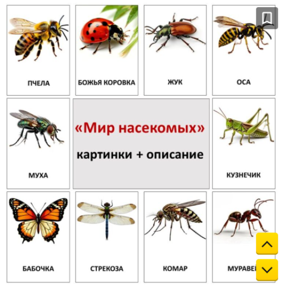 Наглядно-дидактический материал «Мир насекомых»