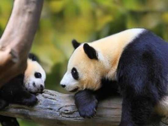 Рабочий лист "Pandas" к учебнику "Spotlight 5" на тему "Животные со всего света" (World Animals)