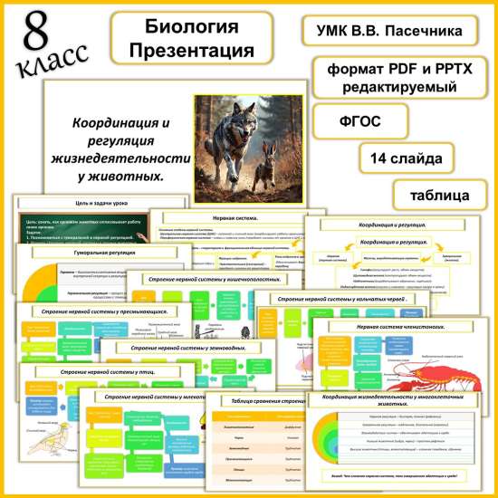 Презентация «Координация и регуляция жизнедеятельности у животных».