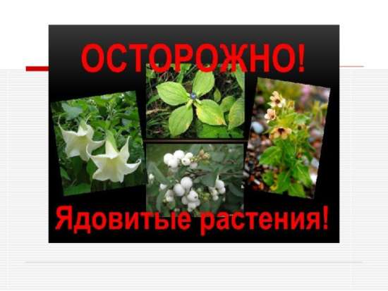 Папка- передвижка «Осторожно: опасные растения!»