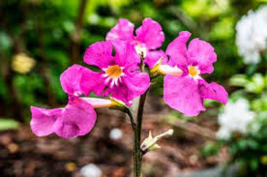 Тема: «Уровни организации растений».  Высшие и низшие. Споровые и семенные.