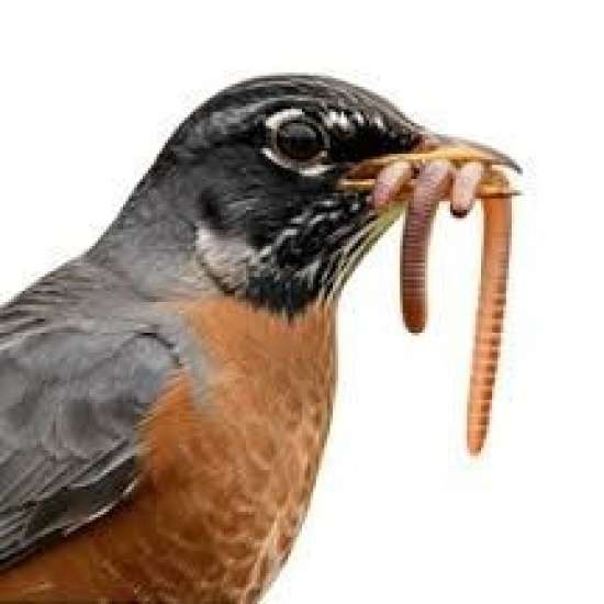 Презентация по биологии для 8 класса. 15 слайдов.  Тема: Значение птиц в природе и жизни человека