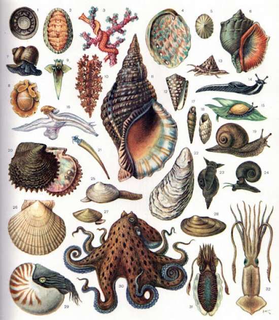 Презентация по биологии, 8 класс. Тема: "Общая характеристика моллюсков".