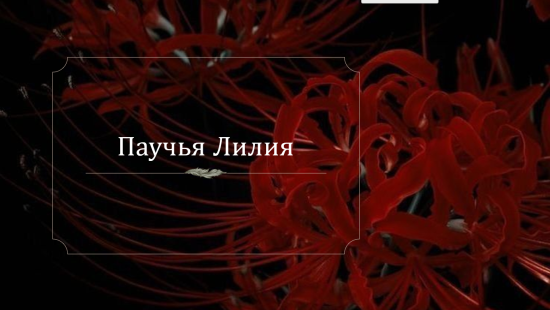 Презентация "Паучья Лилия"