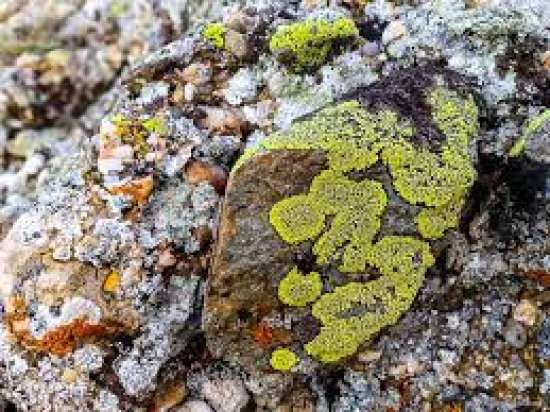 Рабочий лист по биологии, 7 класс. Тема: «Лишайники – комплексные организмы».