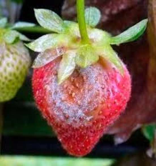 Рабочий лист по биологии для 7 класса.  Тема «Плесневые грибы и дрожжи»